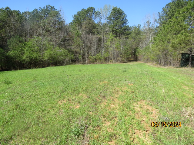 Another of the wildlife food plots