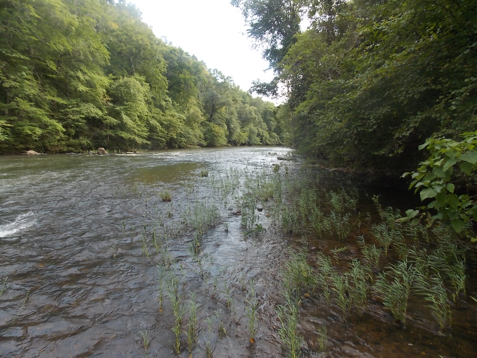 Looking south on Hatchet Creek (prop. on the right)