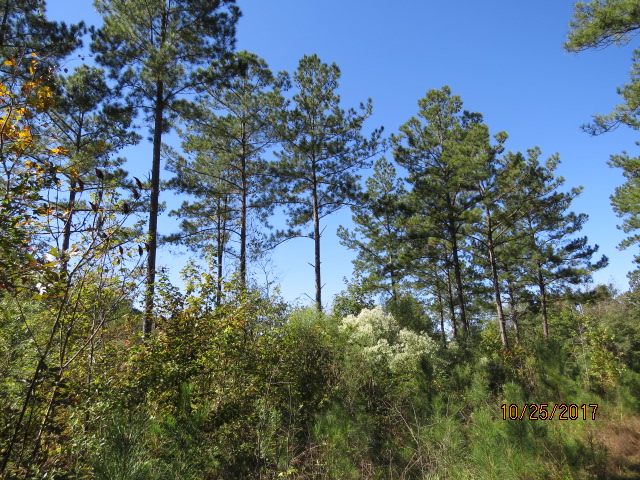 A valuable stand of pine sawtimber