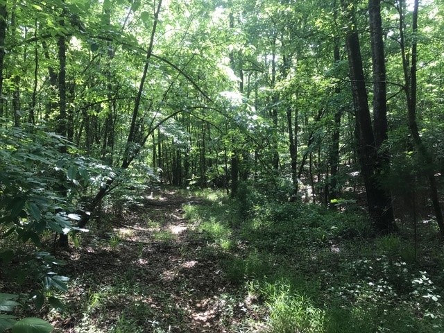 The woods road that runs to the south end of the property