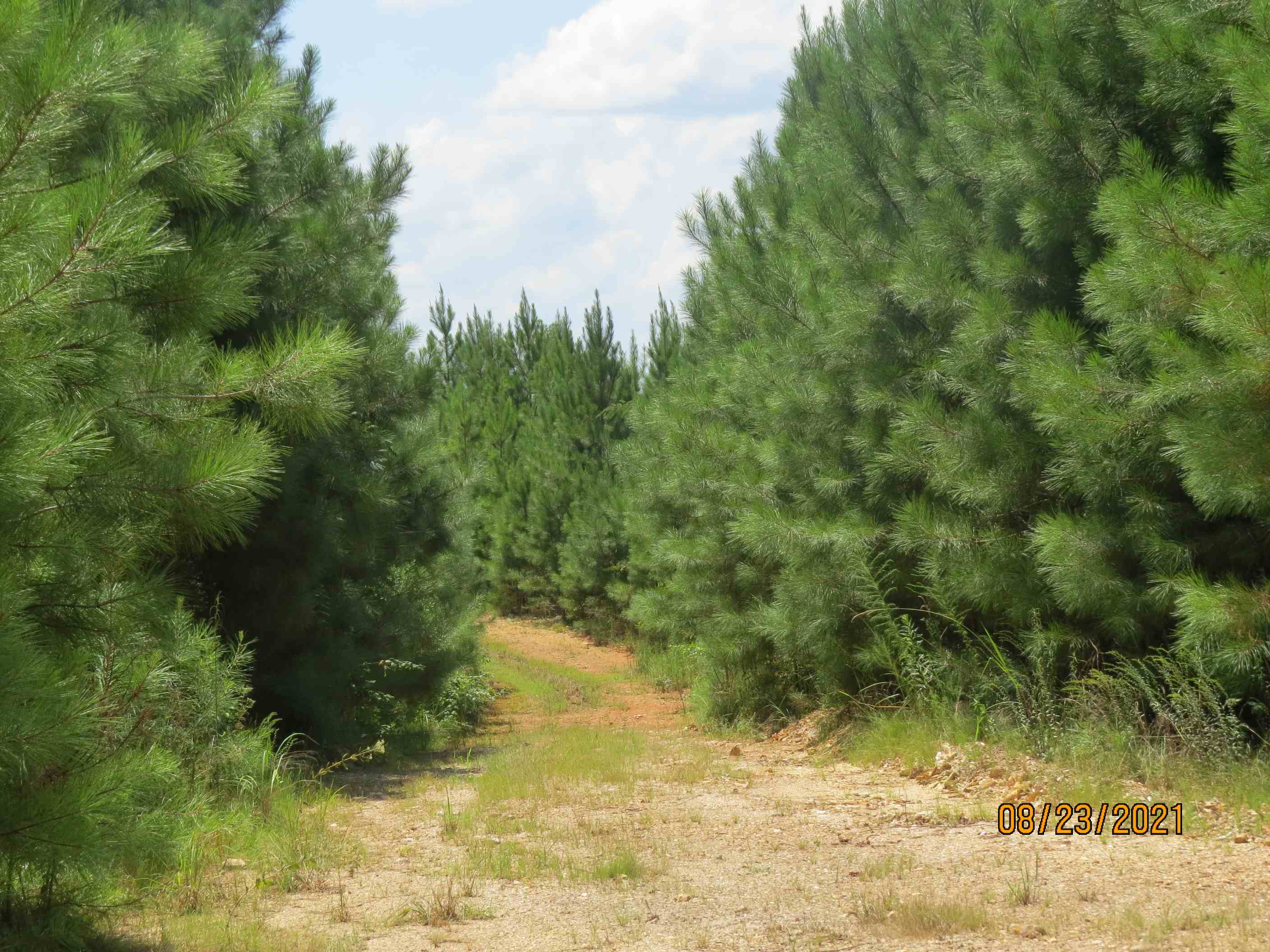 Some of the oldest planted pines (planted 2014 I believe)