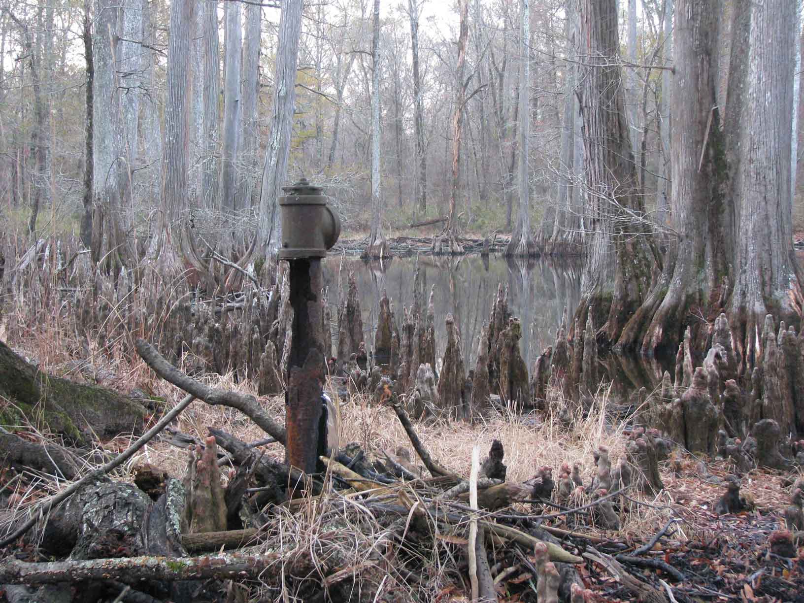 an old artesian well next to a cypress pond