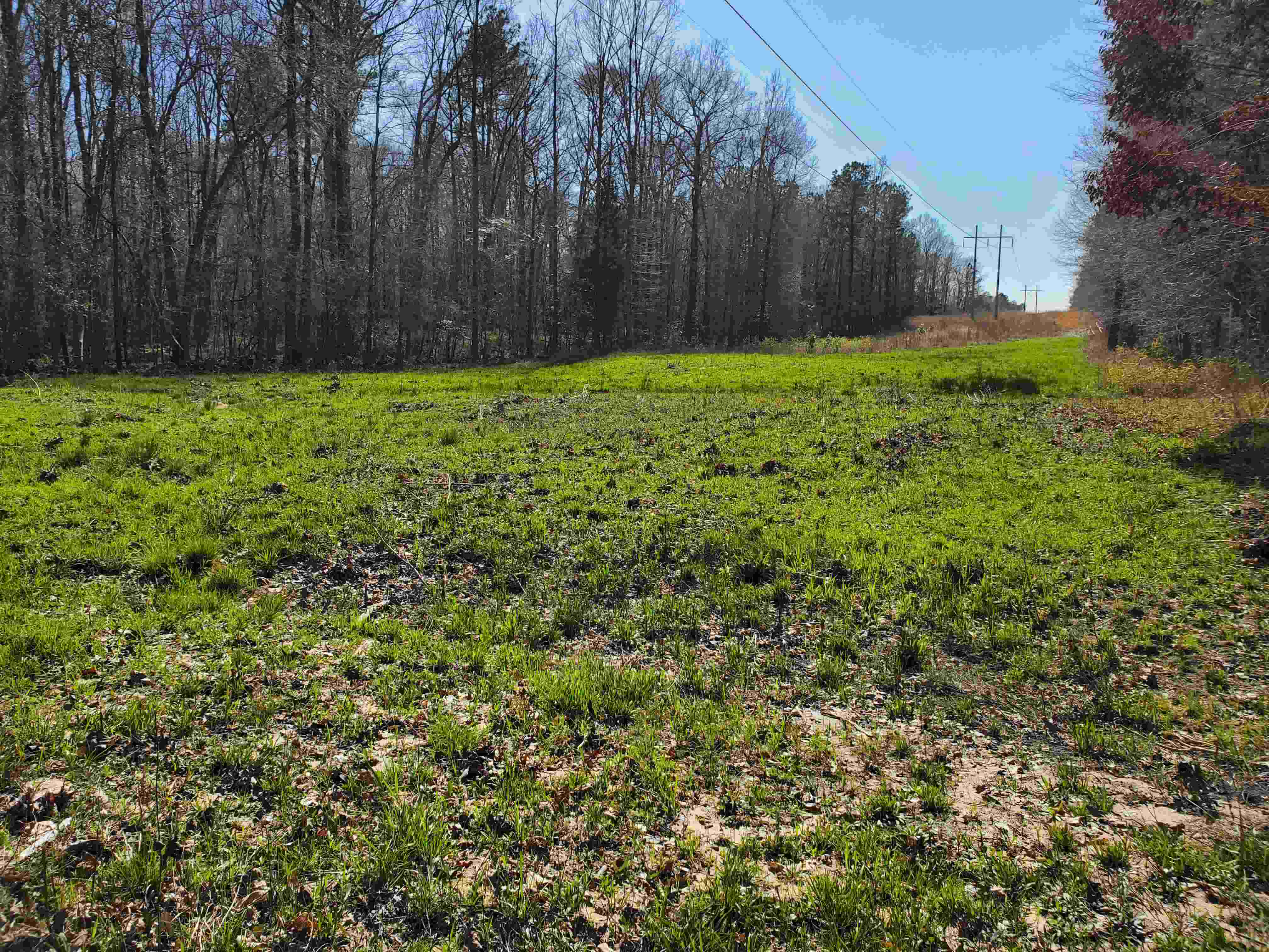 Another view of the wildlife food plot under the powerline