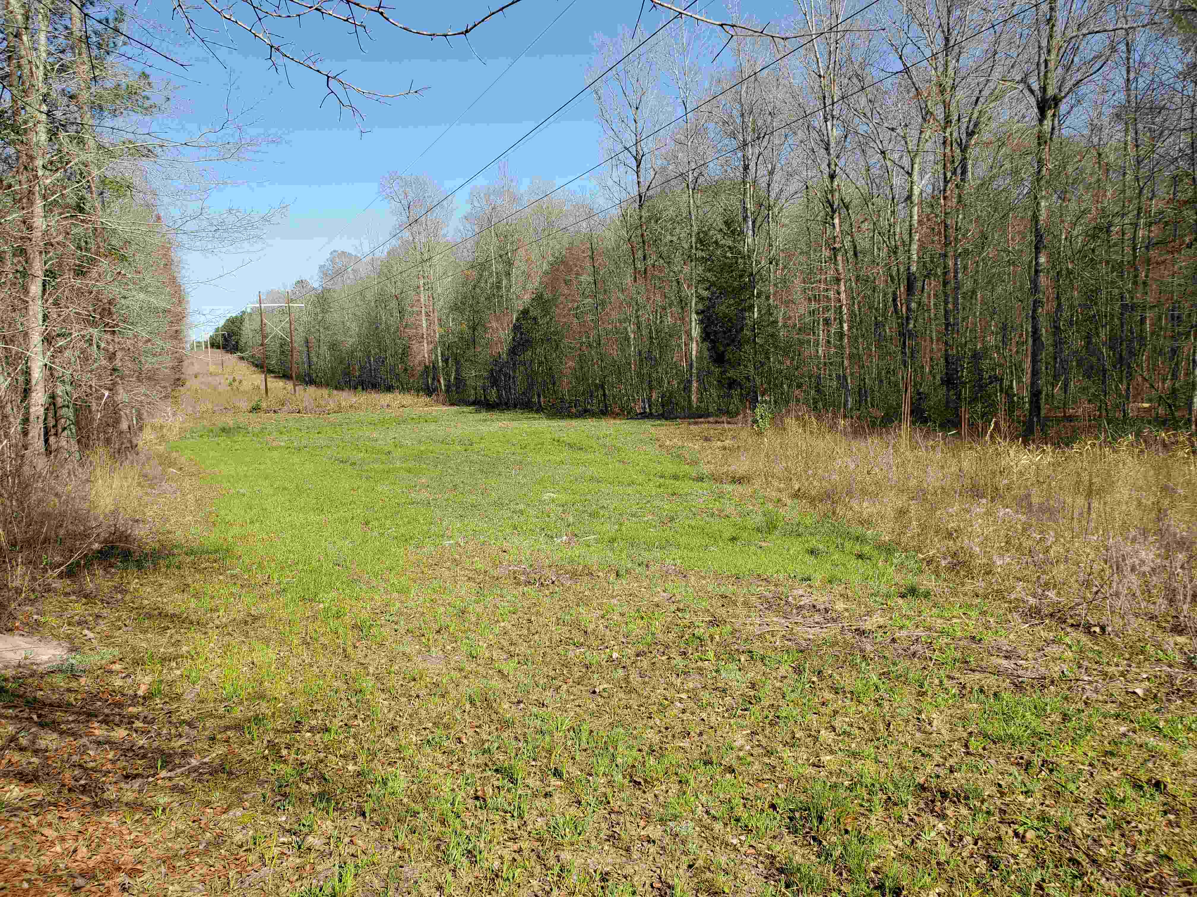 A wildlife food plot under the powerline on the east side of the property