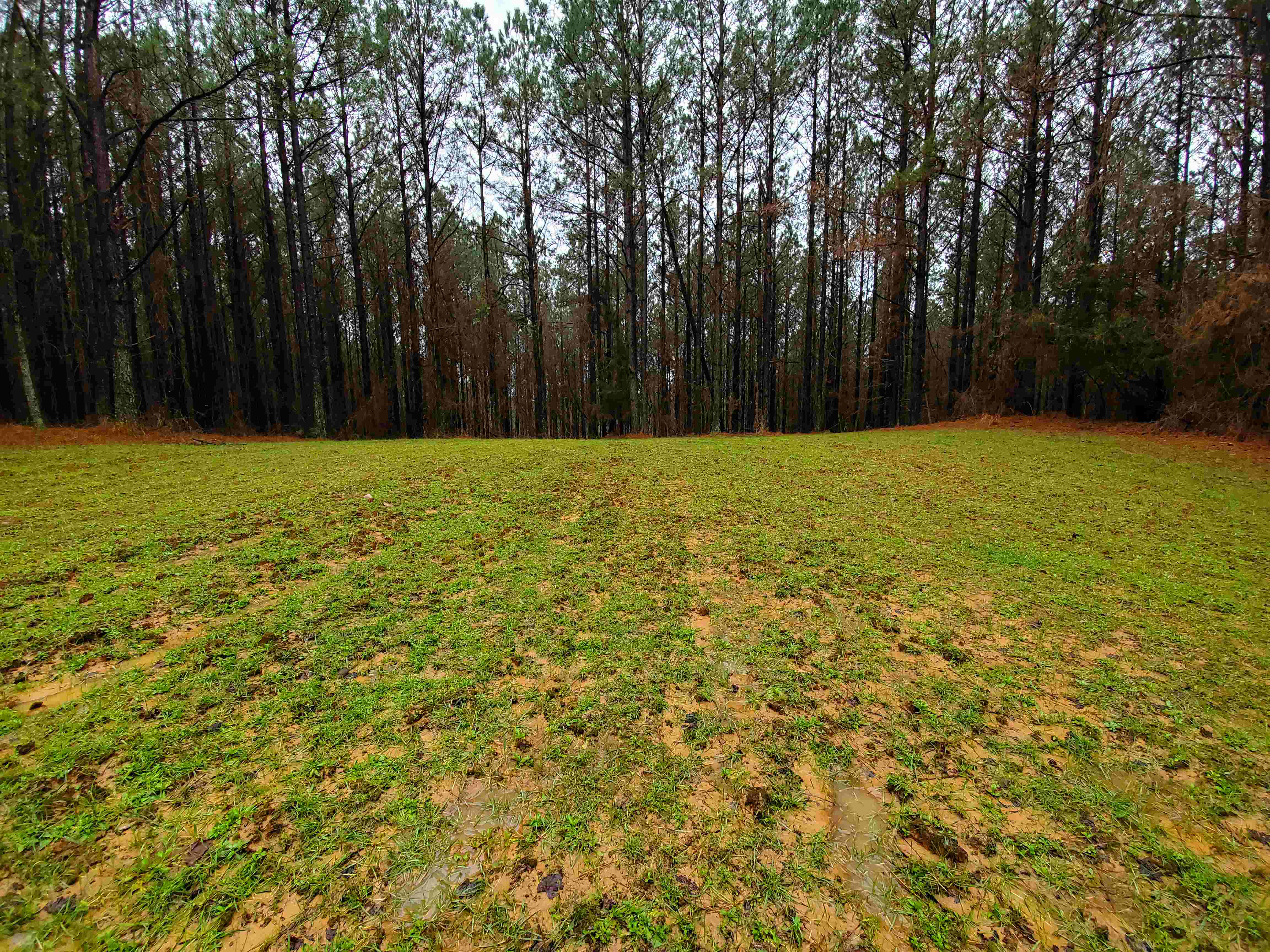 Another view of the food plot