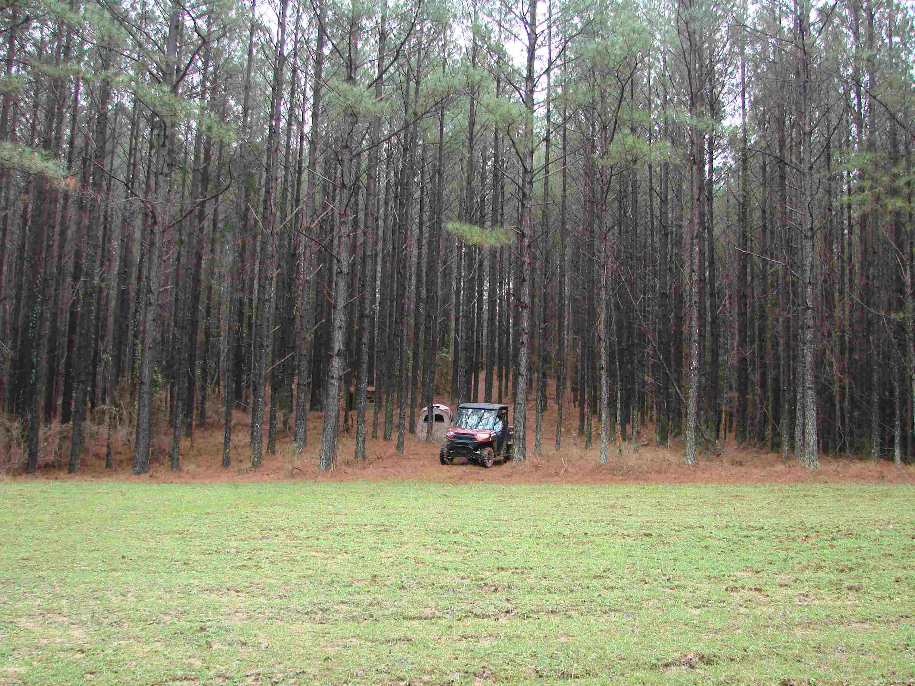 A view of the food plot and the mature timber