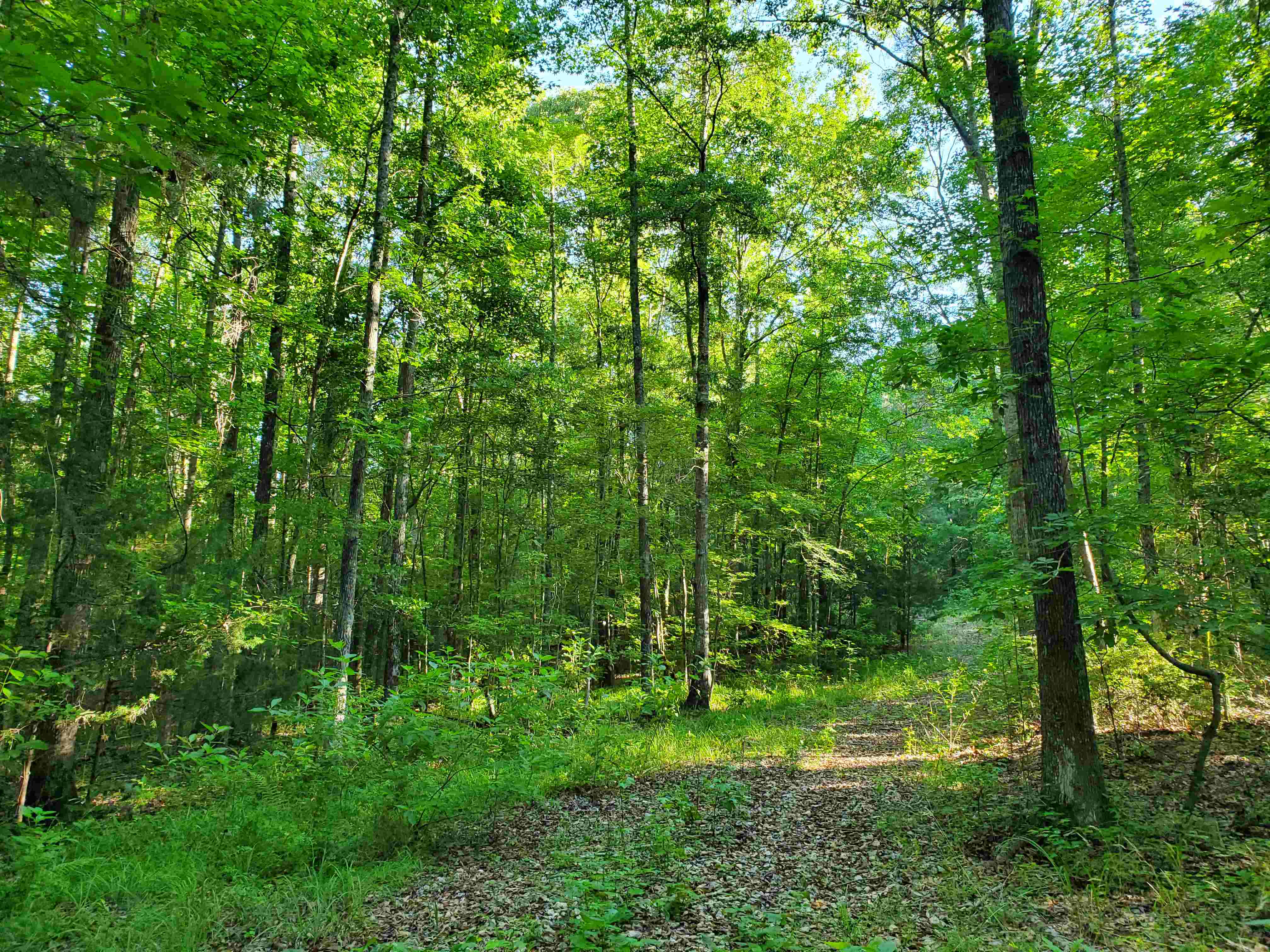 A variety of hardwood trees shade the land
