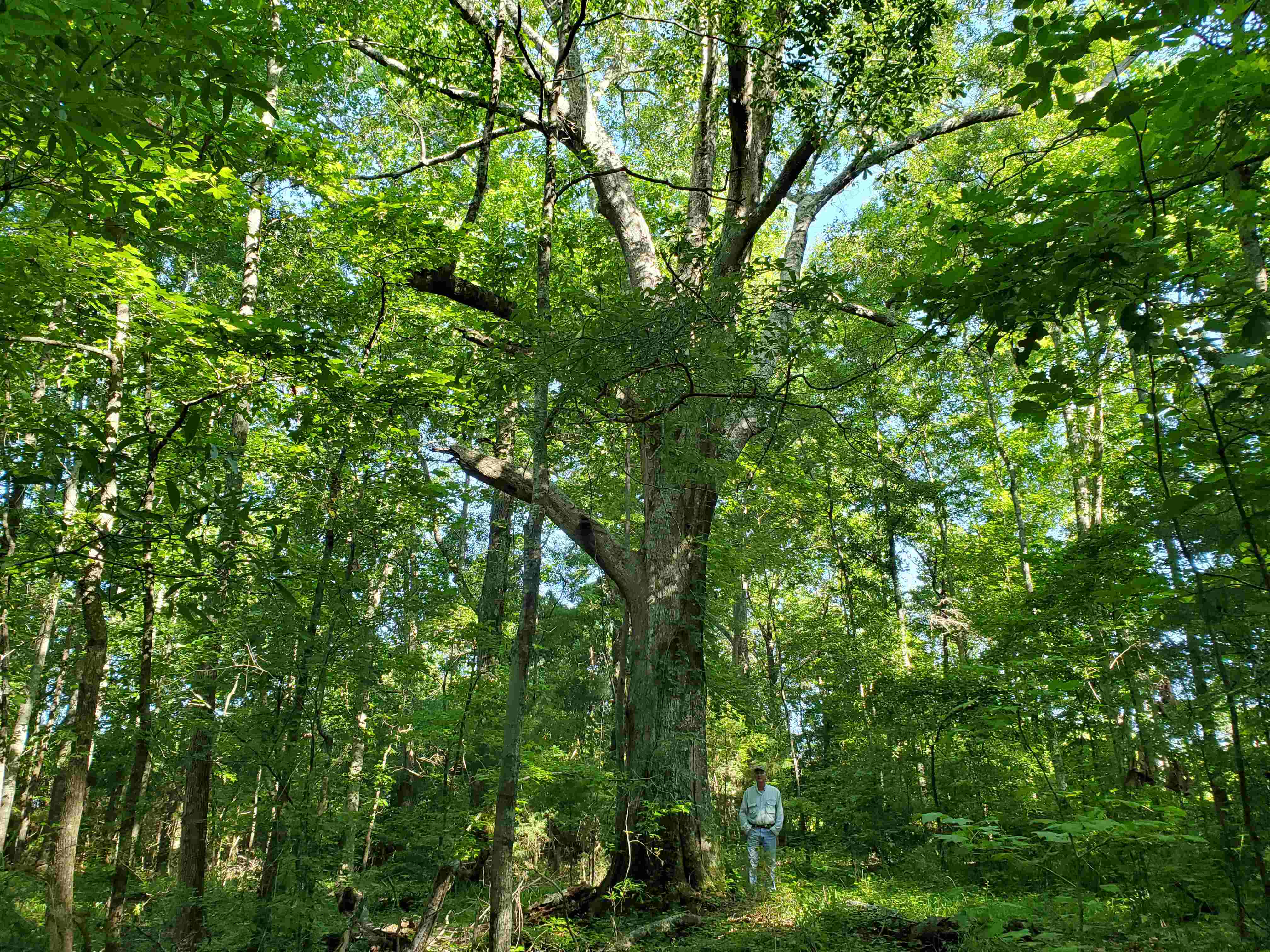 A towering oak tree