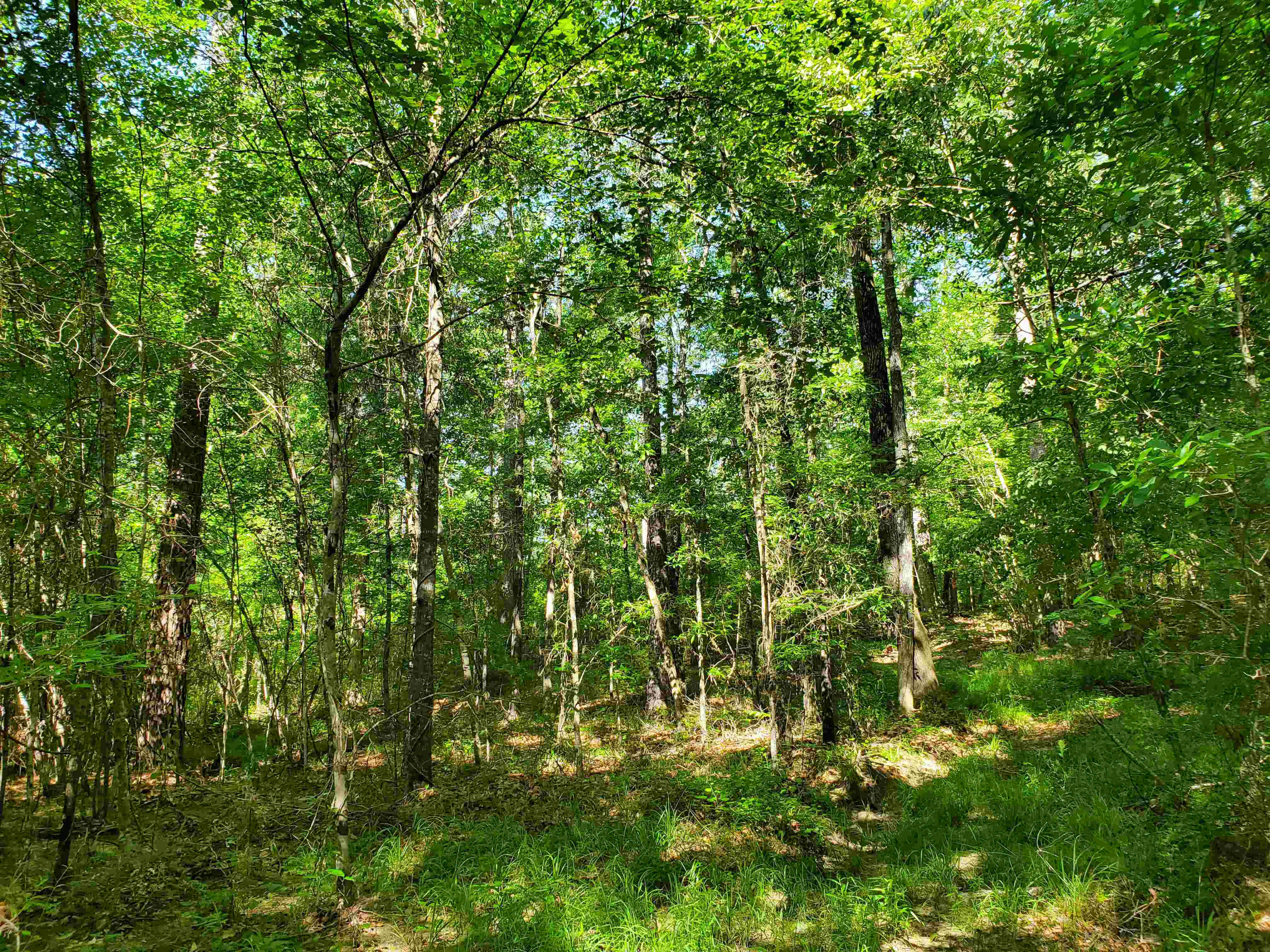 Lots of shady woods and mature hardwood