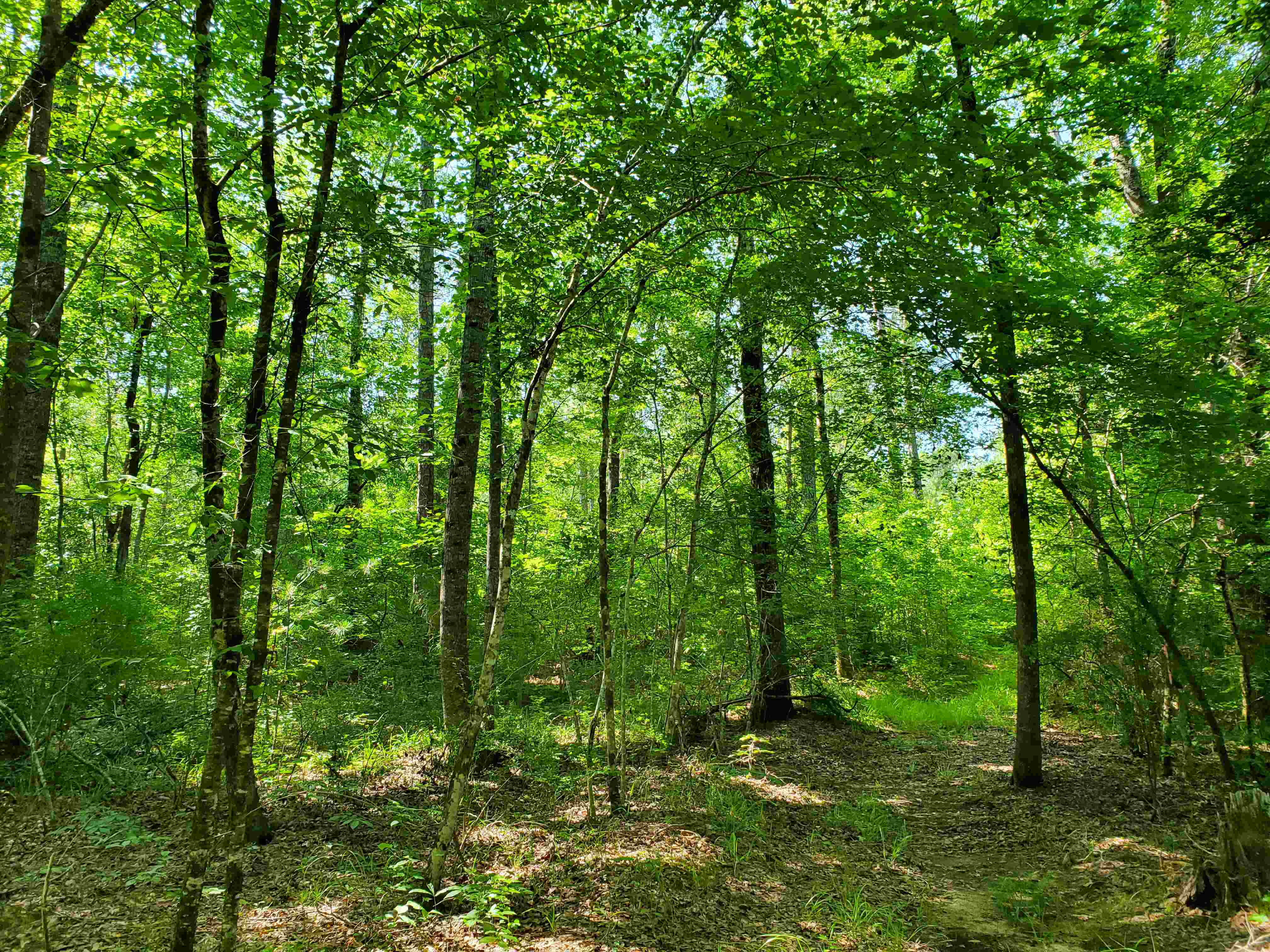 Hardwood trees along the boundary line trail