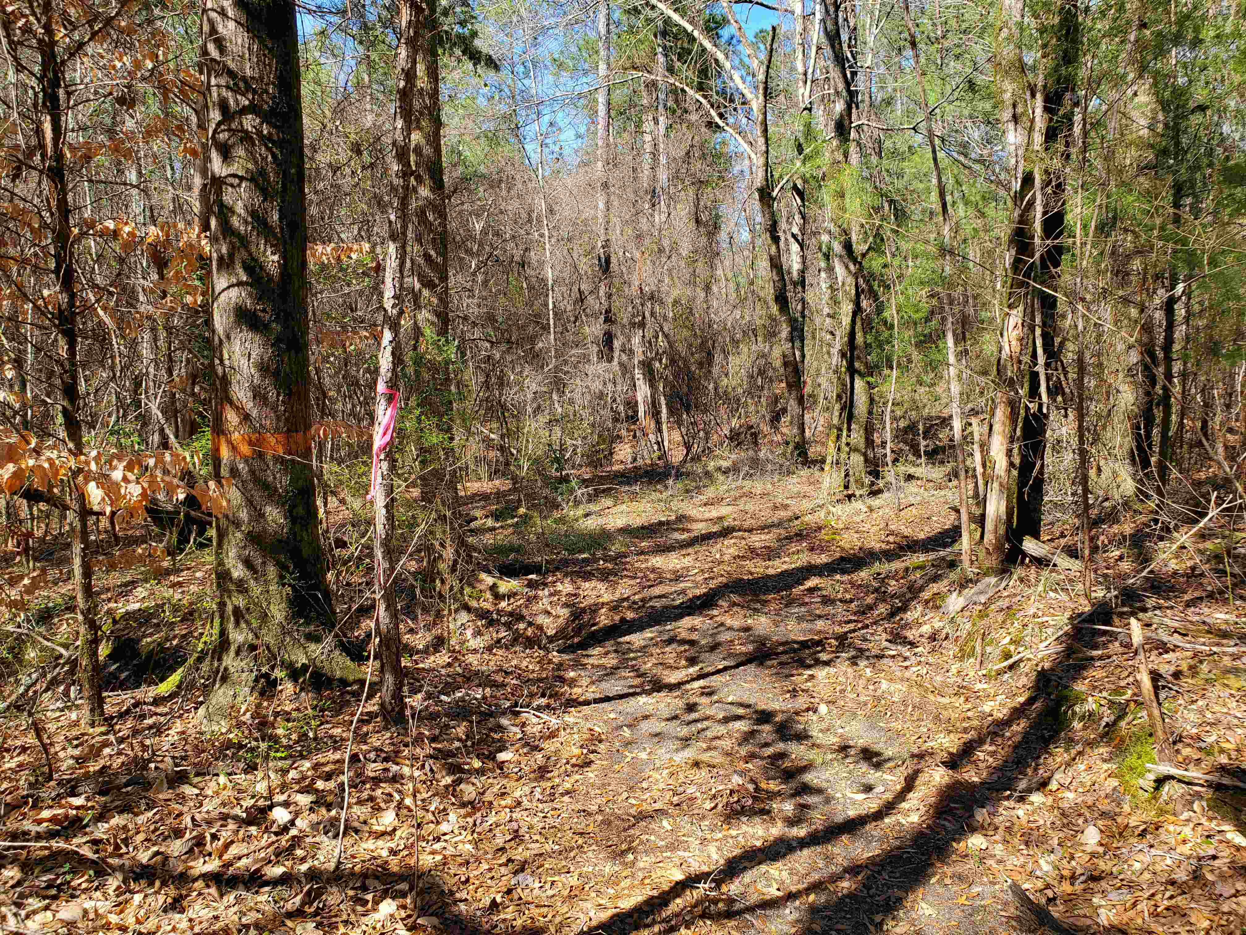 A trail along the boundary line showing orange paint