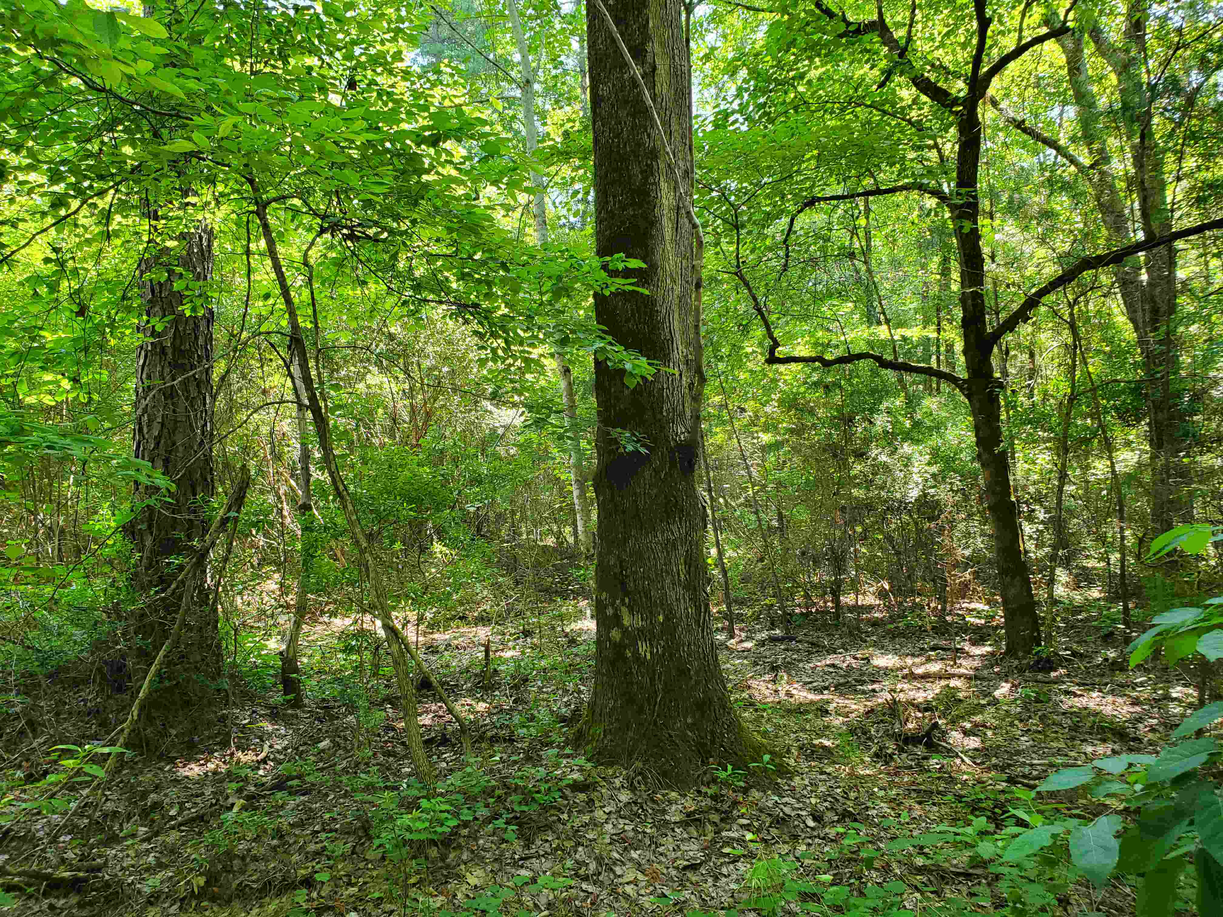 Lots of mature trees on the property (pine, dogwood and maple shown here)