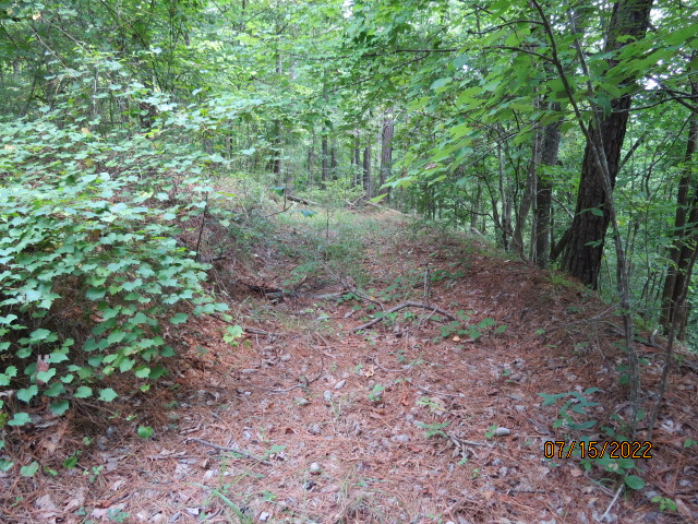 An old woods road that runs along the bluff above the creek