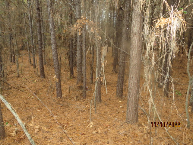 Aother view of the planted pines