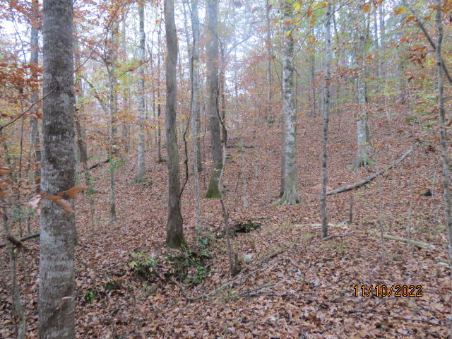 A view of the hardwood timber along the creek