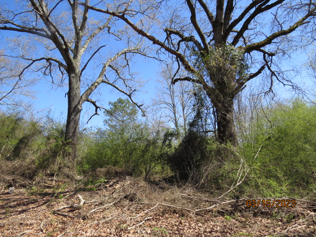 I believe these monster oaks are on the property boundary near the southeast corner