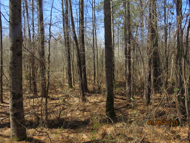 A spot of mature pine timber