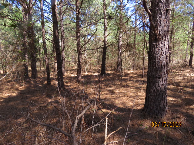Volunteer pines are present on much of the property