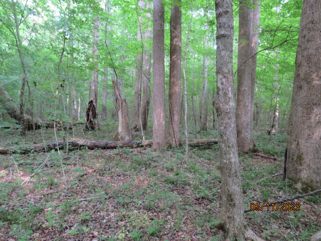 Some of the hardwood timber in the bottomlands along Terrapin Creek