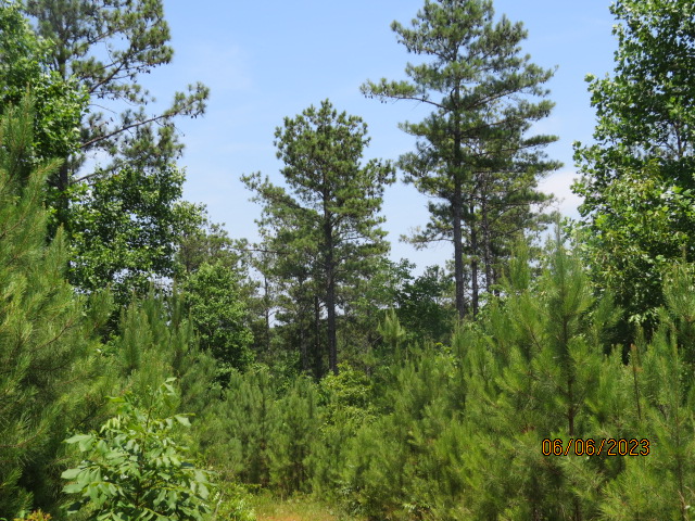 A good example of the mature pine seed-trees and the volunteer pines underneath