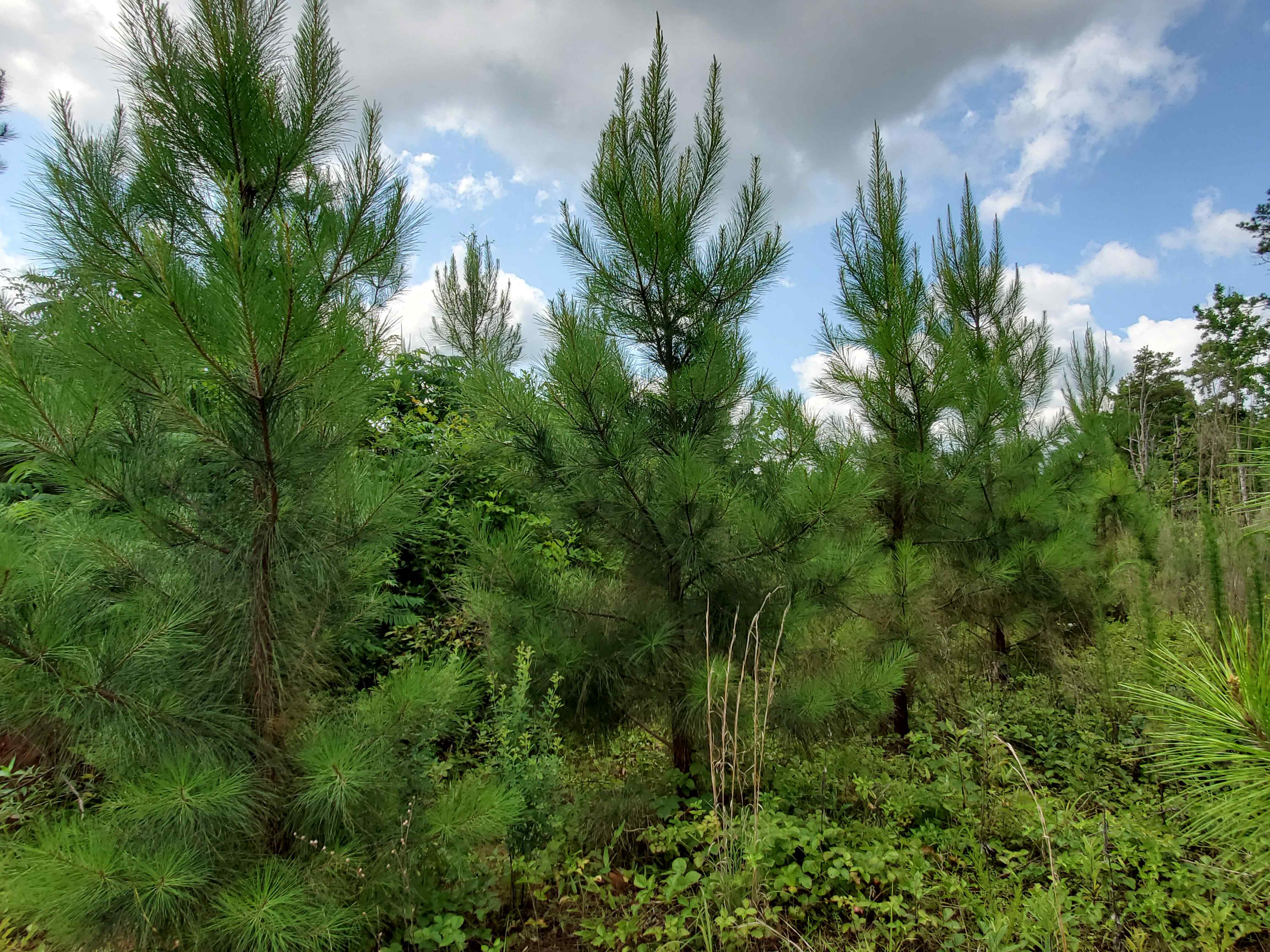 2019-20 planted loblolly pine