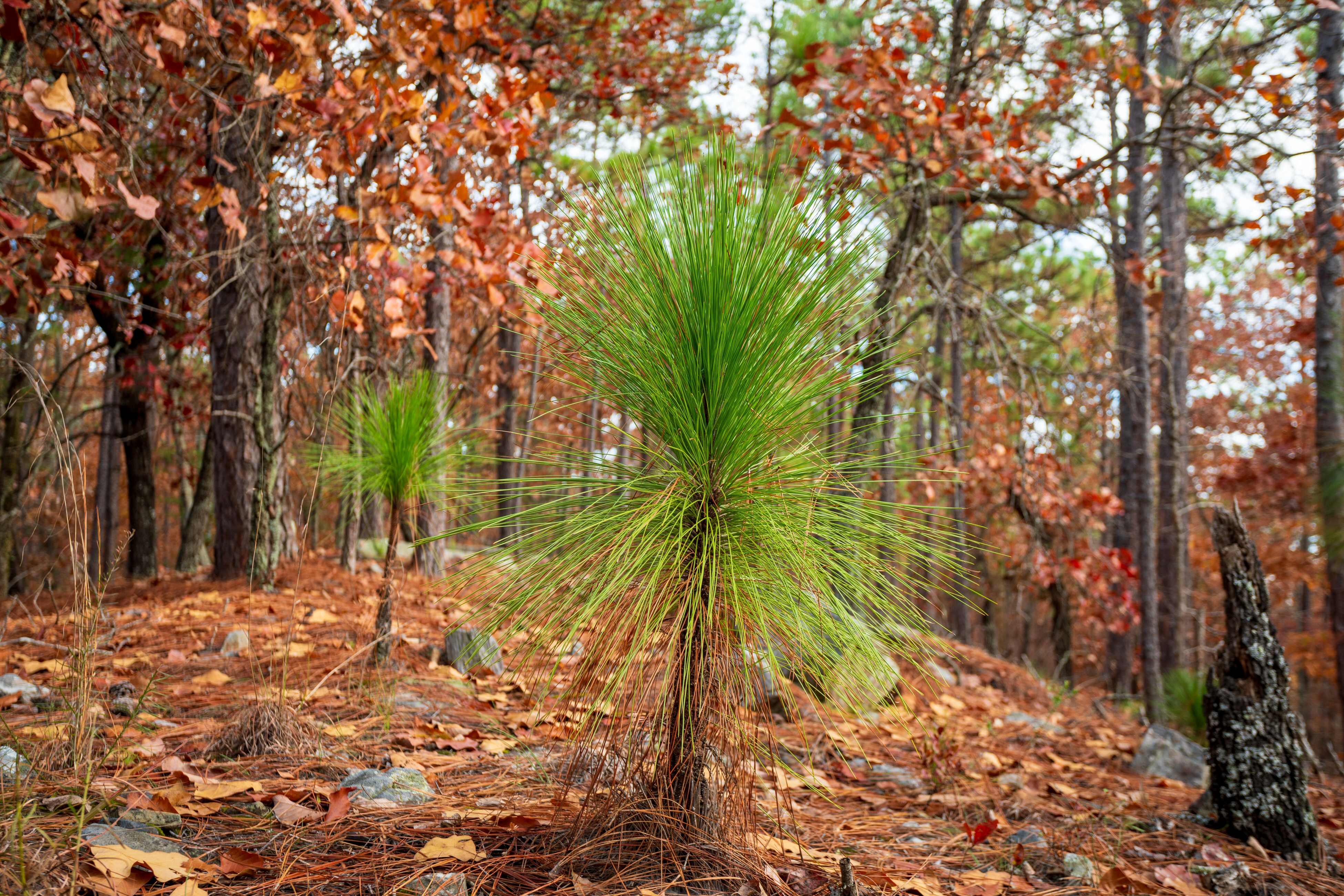 There  are 150-200 acres of longleaf pine