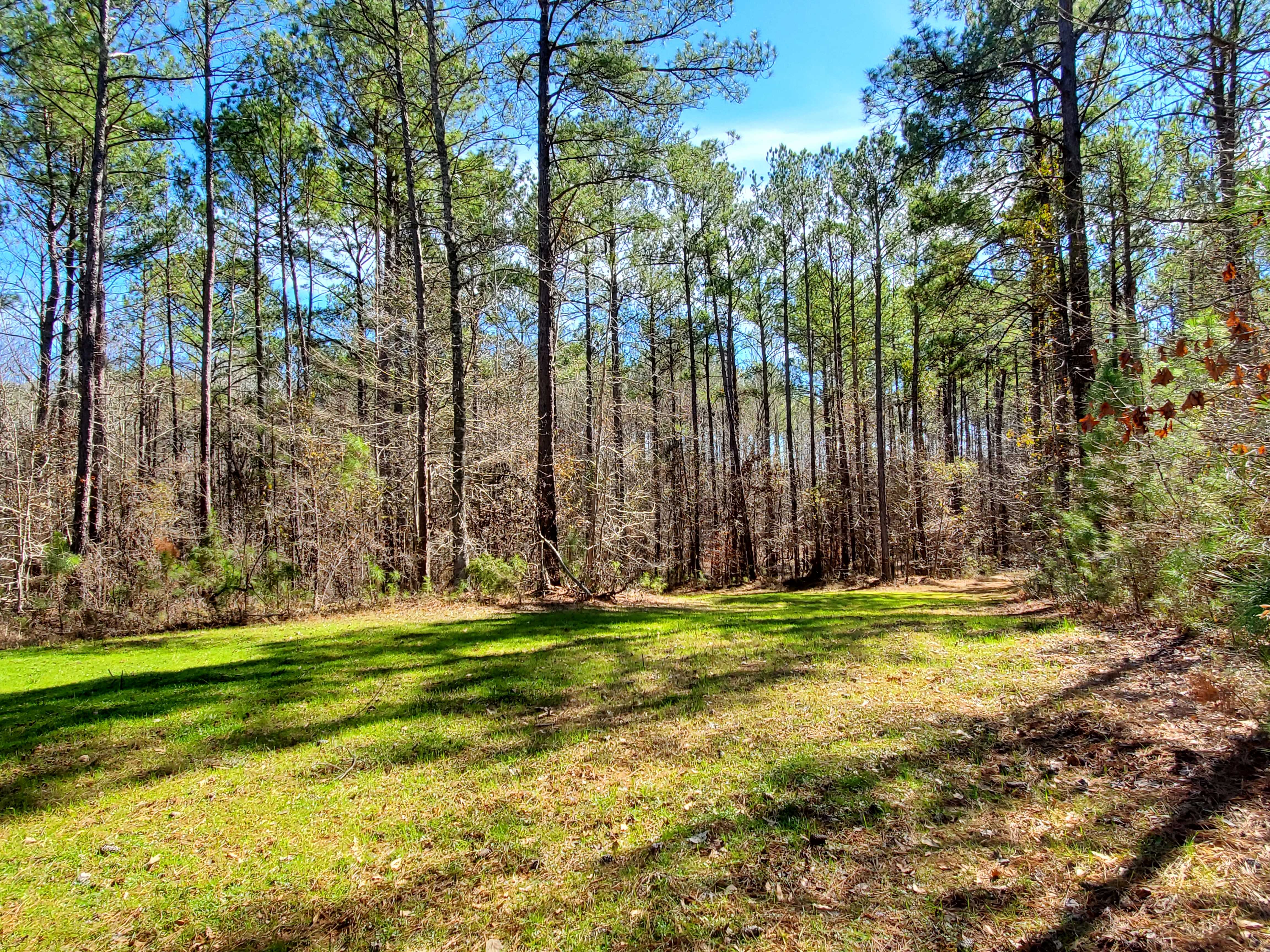 Grassy Food Plot surrounded by planted Longleaf