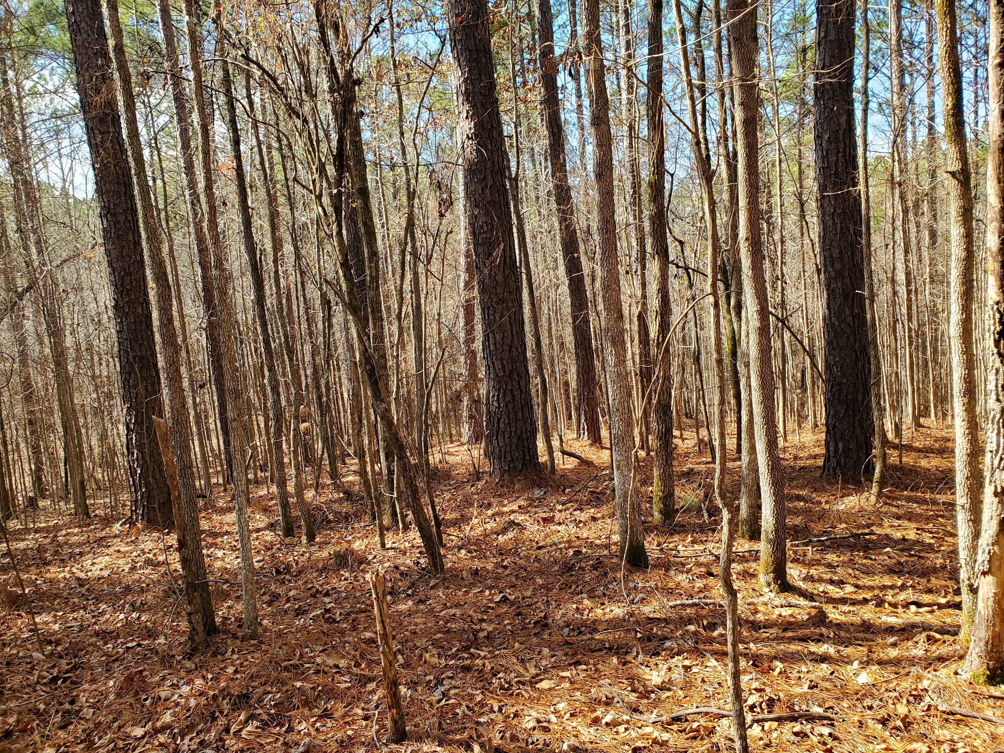 Hardwoods and  Big Loblolly Pines
