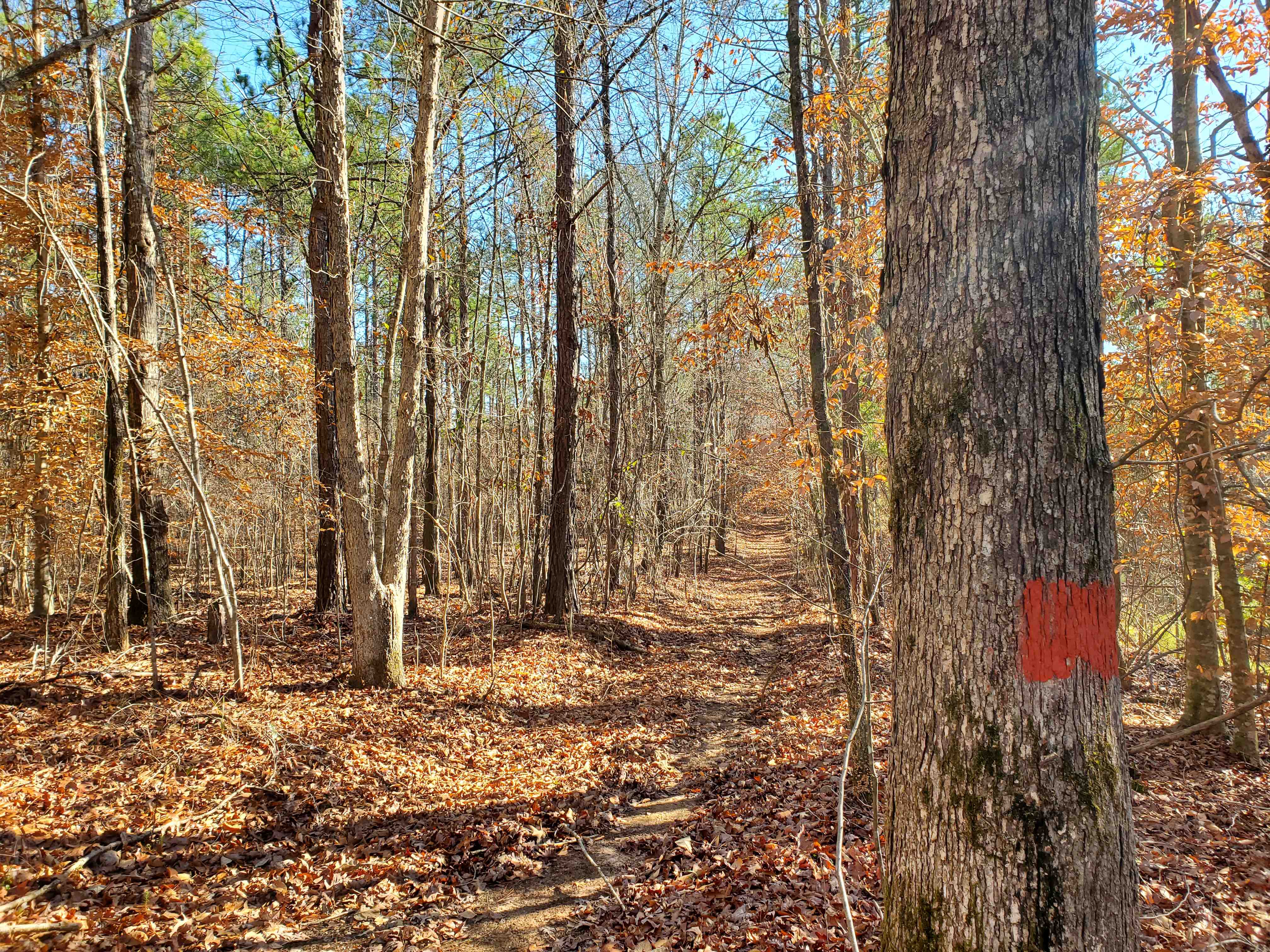 Orange painted boundary line and one of many trails on the property