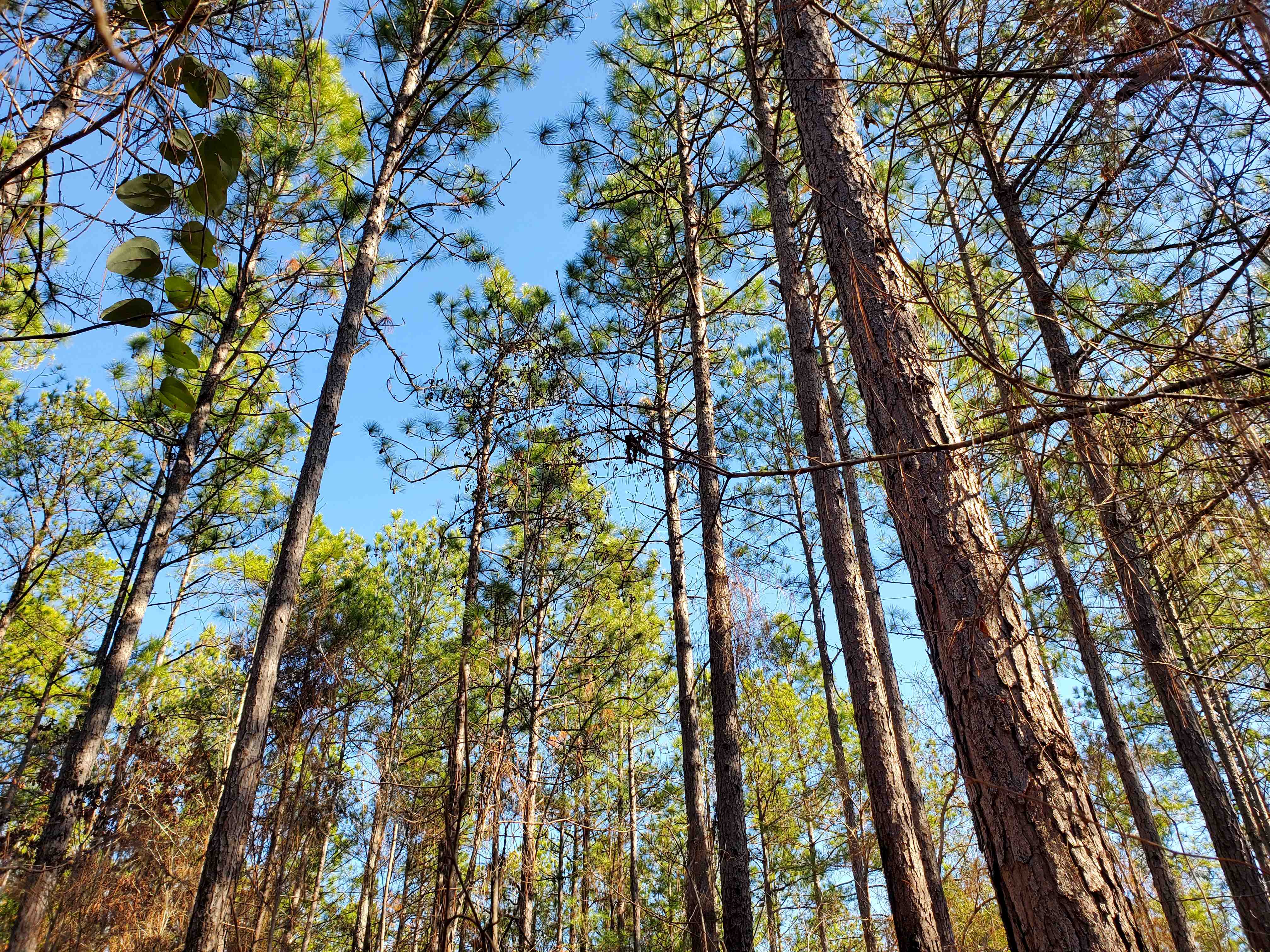 Longleaf pines were planted on 50+ acres over 30 years ago
