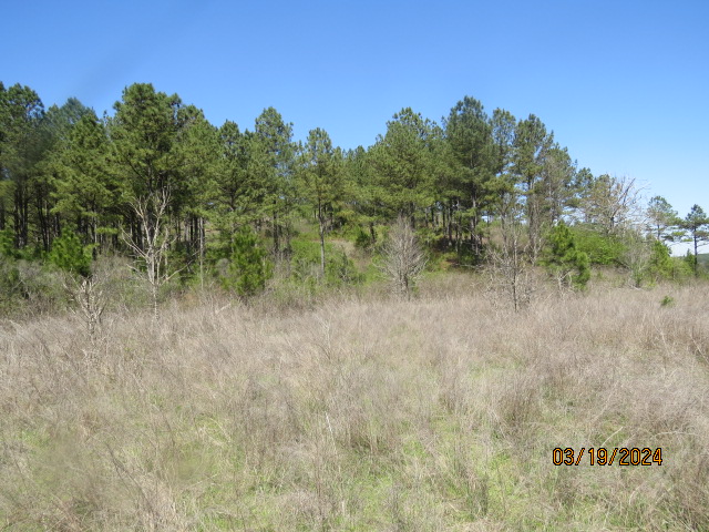 There are about 66 acres of open land like this on the property