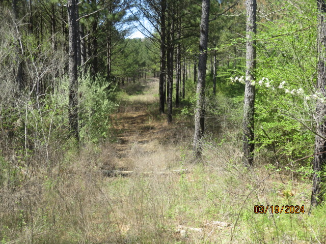 A woods road on the property
