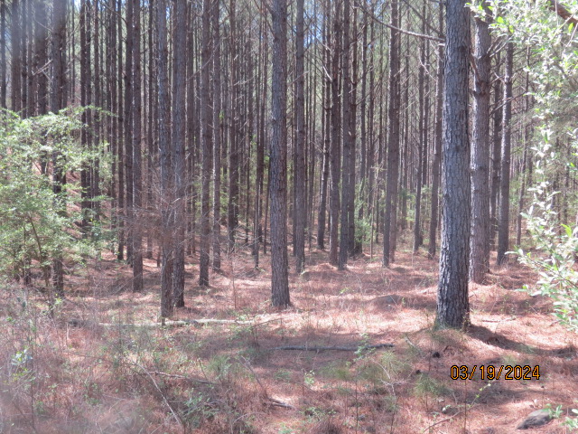 There are about 20 acres of planted pine like this