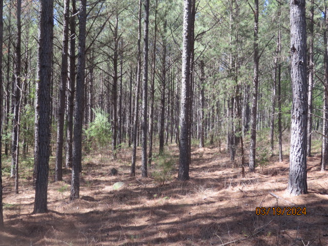 An area of natural pine