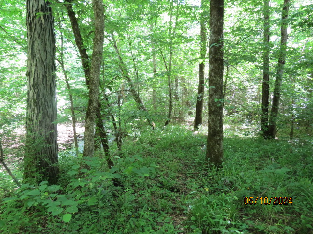 The mature hardwood forest along the creek