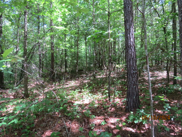 A view of the forest on one of the potential home sites