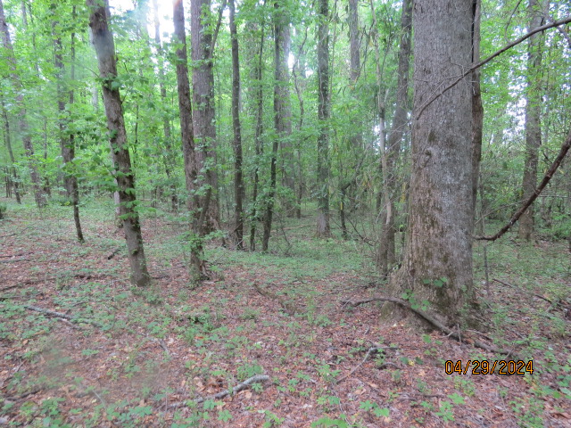 Another view of the timber along the creek