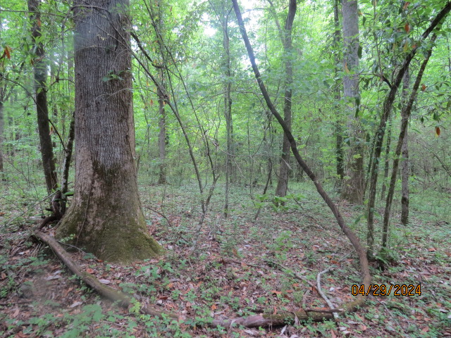 Another view of the mature timber along the creek