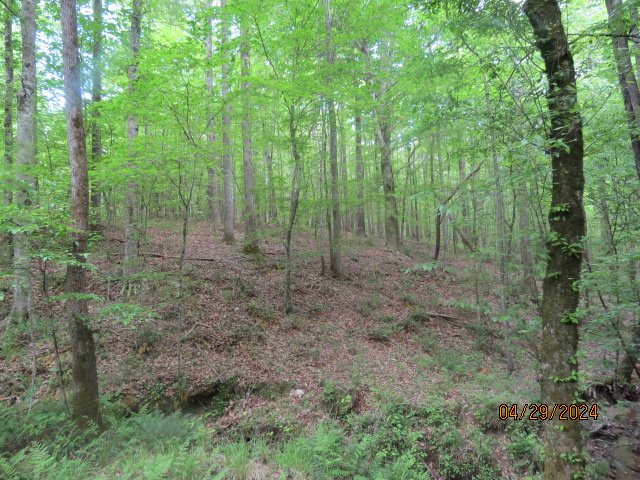 View of some of the hill hardwood timber