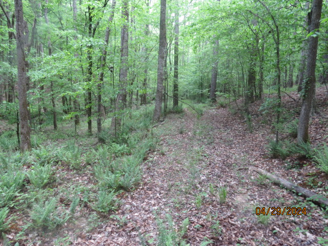 This is the woods road on the property