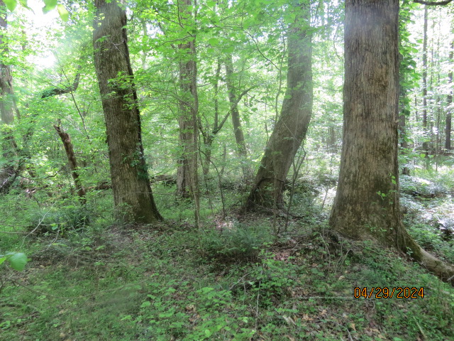 Some of the creek bottom hardwood timber
