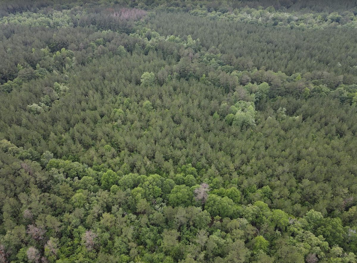 An aerial view of some of the loblolly plantation