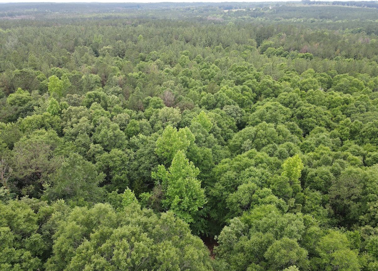 An aerial view of some of the mature hardwood forest