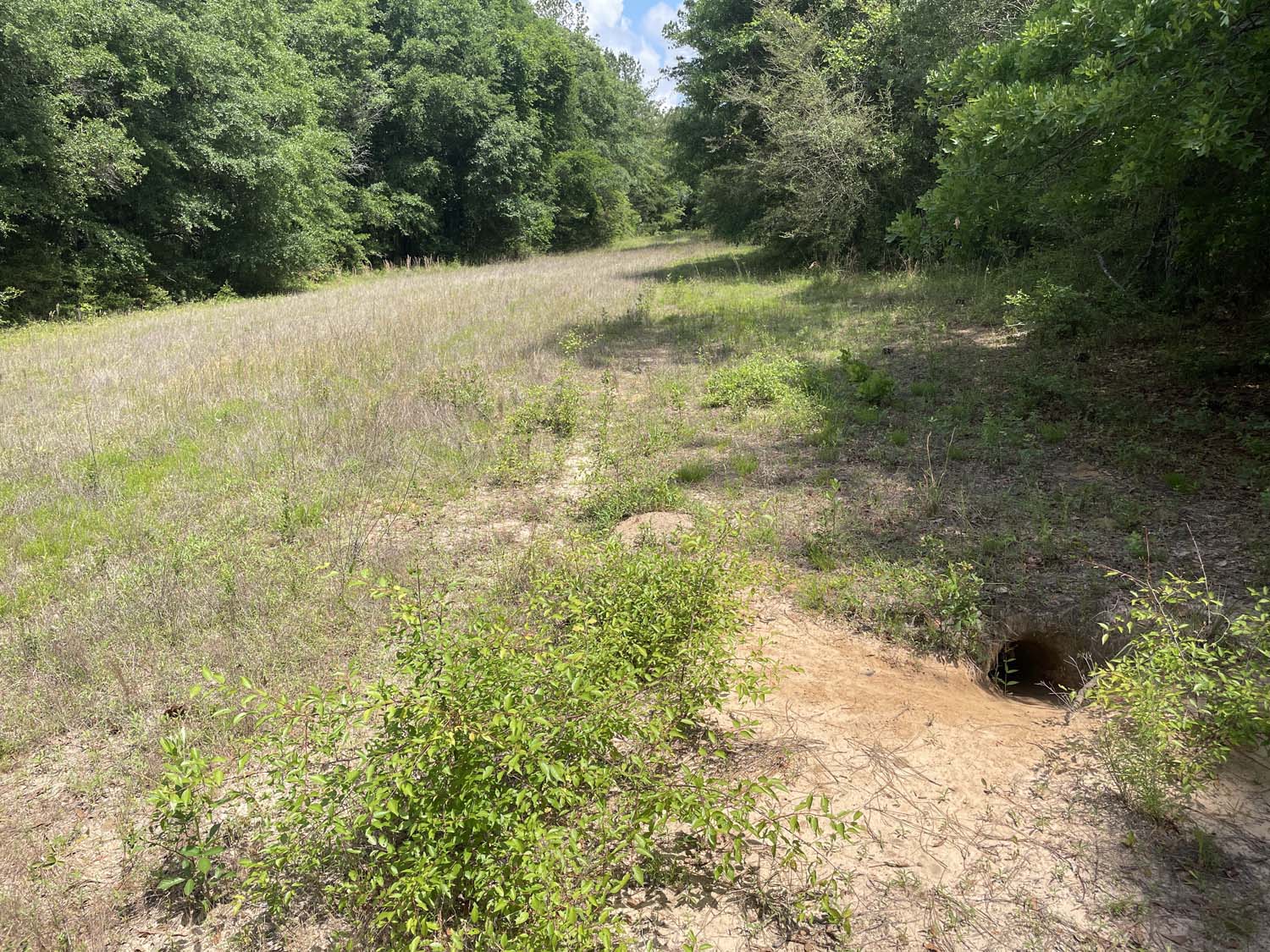 One of several wildlife food plots. Notice the gopher tortoise den hole