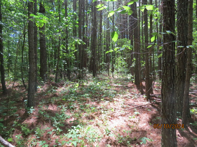 The forest on one of the great home sites