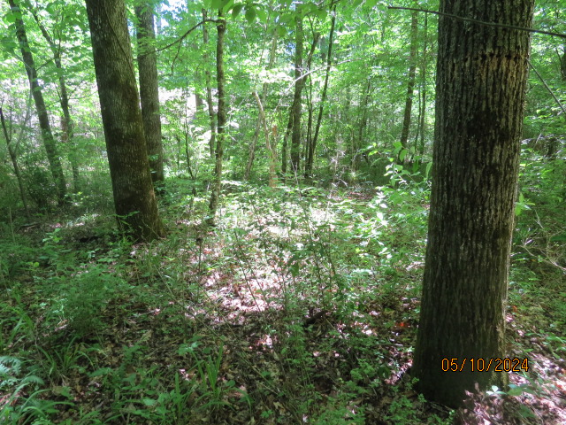 Another view of the hardwood forest along the creek