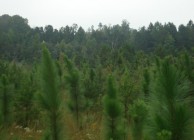 A unique longleaf pine forest