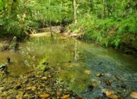 Hunting – Homesites – Timber Investment on Bird Creek